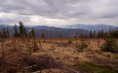 Ormanlı dağlarda çayır ve arka planda dağ zirveleri, Polonya Beskidy
