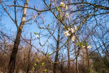 İlkbaharda çiçek açan kiraz ağacı, ilkbaharda çiçek açan ağaç.