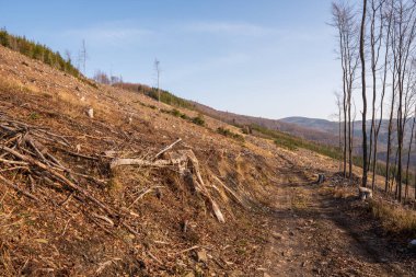 Dağlarda bir ağacı devirdikten sonra ağaç kütüğü kesilir, Çek Beskydy