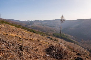 Dağlarda bir ağacı devirdikten sonra ağaç kütüğü kesilir, Çek Beskydy