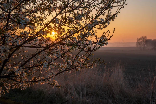 Amanecer Los Campos Con Cerezo Floreciente Frente Bosque Fondo —  Fotos de Stock