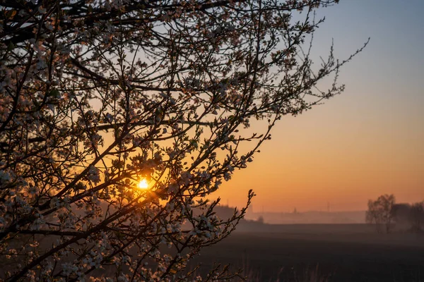 Sonnenaufgang Auf Den Feldern Mit Blühendem Kirschbaum Vordergrund Und Wald — Stockfoto