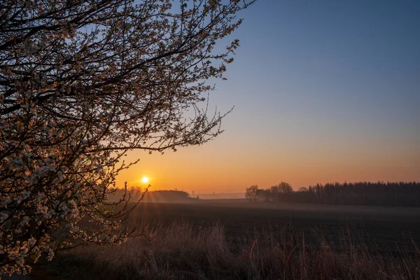 Sonnenaufgang Auf Den Feldern Mit Blühendem Kirschbaum Vordergrund Und Wald — Stockfoto