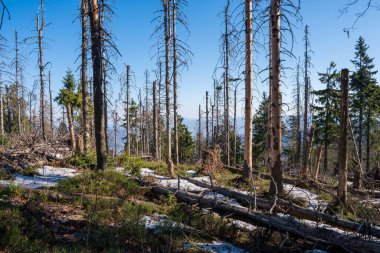 Dağların tepesindeki eski harabe orman, Çek ve Slovakya sınırı Velky Polom