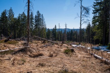 Ormanda, dağlarda, devrilmiş ağaçlarla.