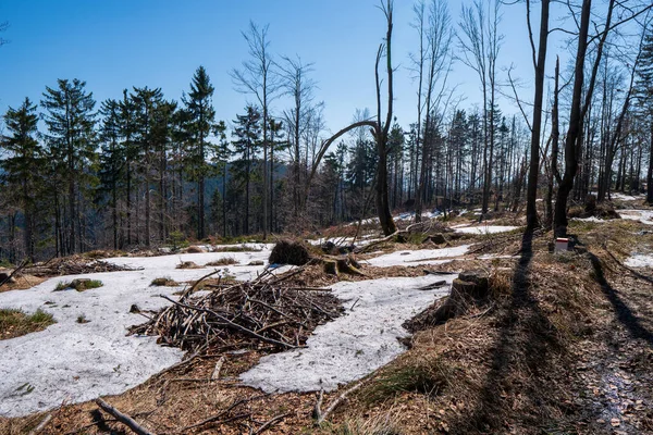 在山上的森林里 用倒下的树清理 — 图库照片