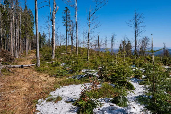 Поляны Лесу Горах Упавшими Деревьями — стоковое фото