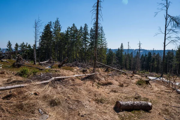 Röjning Skogen Fjällen Med Fallna Träd — Stockfoto