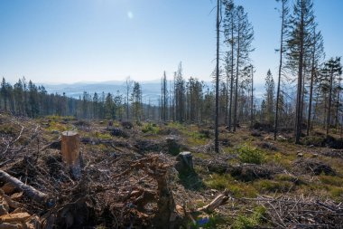 Dağların tepesindeki eski harabe orman, Çek ve Slovakya sınırı Velky Polom