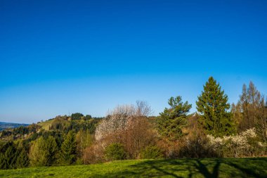 Güneşli bir bahar gününde, etrafındaki ağaçlar ve ormanlarla dolu dağlarda çim tarlaları.