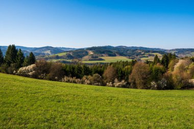 Güneşli bir bahar gününde etrafındaki ağaçlar ve ormanlarla dağlarda çayır.