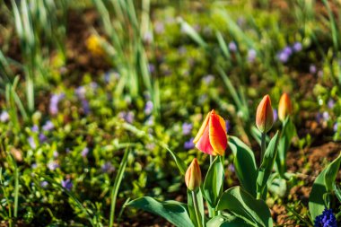 Geçmişi bulanık kırmızı turuncu lale.
