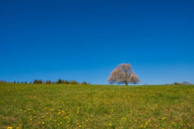 Baharda, güneşli bir günde, dağlardaki bir çayırda çiçek açan kiraz ağacı.