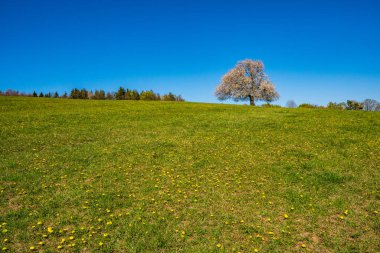 Baharda, güneşli bir günde, dağlardaki bir çayırda çiçek açan kiraz ağacı.