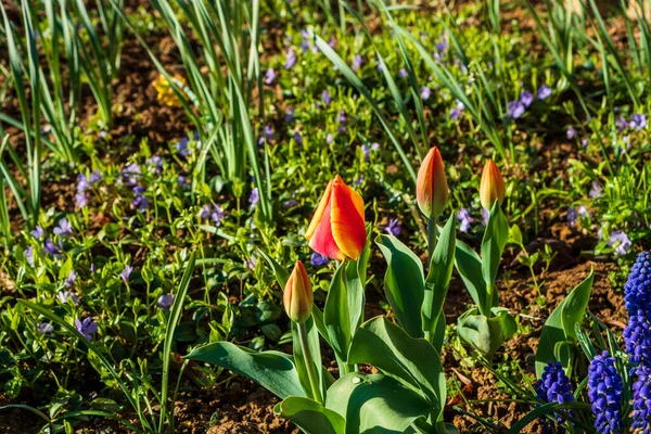 Red Orange Tulip Blurred Background — Stock Photo, Image