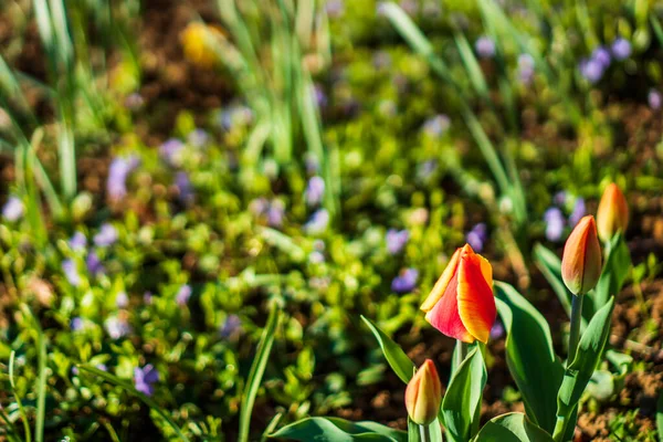 Rote Orange Tulpe Mit Verschwommenem Hintergrund — Stockfoto