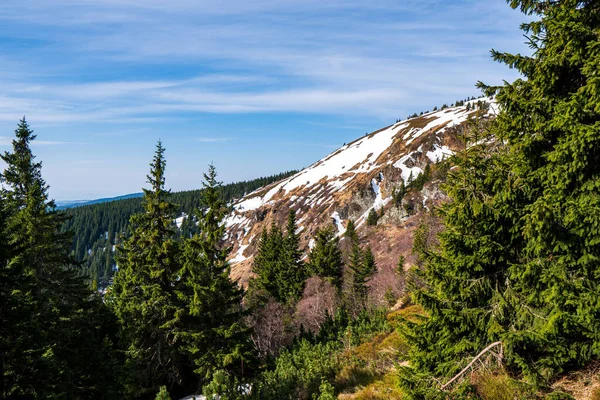 Blick Auf Fichtenwald Den Bergen Mit Schönem Himmel Tschechische Berge — Stockfoto