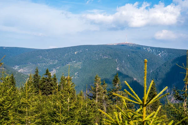 Spruce Forests Mountains Beautiful Sky Sunny Day Czech Jeseniky Mountains — Stock Photo, Image