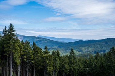 Dağlardaki güzel ladin ormanlarının manzarası, czech beskydy