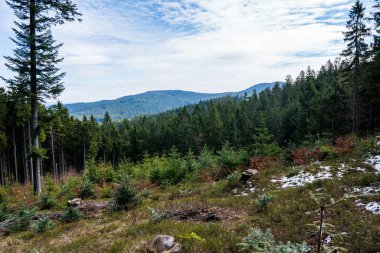 Dağlardaki güzel ladin ormanlarının manzarası, czech beskydy