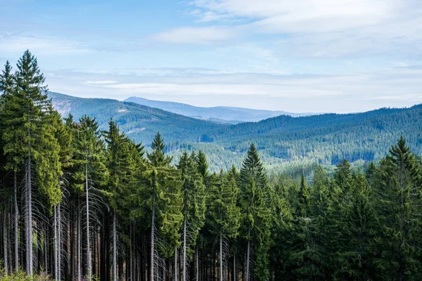 Dağlardaki güzel ladin ormanlarının manzarası, czech beskydy