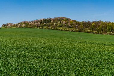 İlkbaharda yeşil çayırlarda çiçek açan ağaçlar, Çek Beskydy