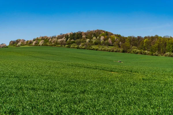 Grüne Weiden Frühling Mit Blühenden Bäumen Tschechische Beskiden — Stockfoto