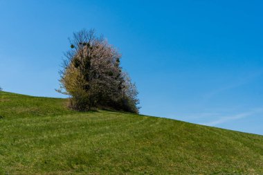 Baharda yeşil otlaklar ve ağaçlar açık bir günde, gökyüzü açık, czech beskydy