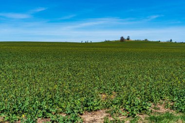 Güzel gökyüzü ile yeşil kolza tohumu tarlası
