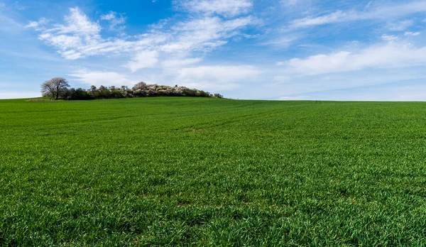 Hermoso Campo Verde Con Árboles Flor Fondo Hermoso Cielo Azul —  Fotos de Stock