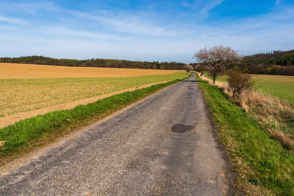 Asfalt Drum Câmpuri Copaci Înfloriți Margini Cer Albastru Frumos Ceh — Fotografie, imagine de stoc