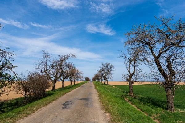 Asphalt Road Fields Flowering Trees Edges Beautiful Blue Sky Czech — Stock Photo, Image