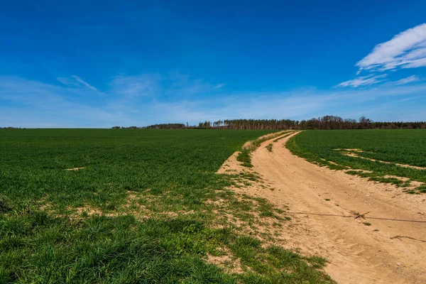 Dirt Road Green Field Trees Background Clouds Sky Sunny Day — Stock Photo, Image