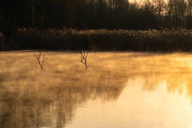 Gölün üzerinde güneş doğuyor. Ağaç yansıması ve güzel bir sis ile.