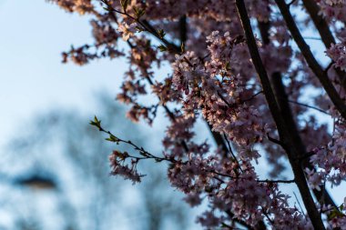Çiçek açan sakura ağacı, pembe renkli.
