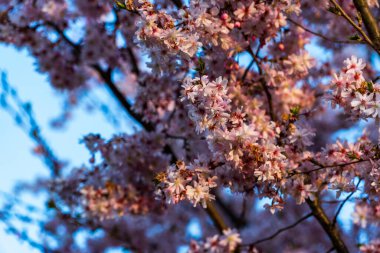 Çiçek açan sakura ağacı, pembe renkli.