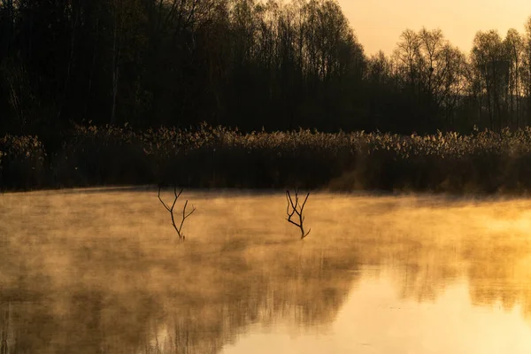 Salida Del Sol Sobre Lago Con Reflejo Árbol Hermosa Niebla — Foto de Stock