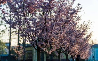 Çiçek açan sakura ağacı, pembe renkli.