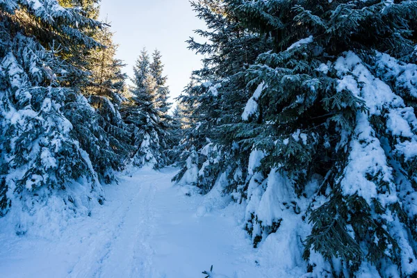 Дорога Зимой Вывезена Туристами Среди Деревьев Словакия Velky Choc 2020 — стоковое фото