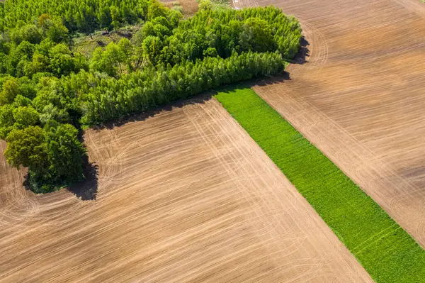 Vue Aérienne Champ Après Avoir Ensemencé Maïs Avec Des Forêts — Photo