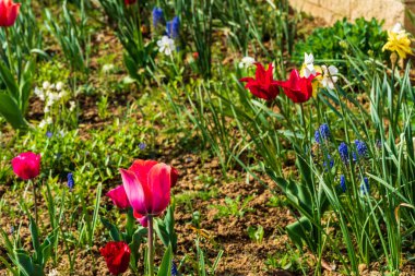 Yol boyunca güzel çiçek tarhı