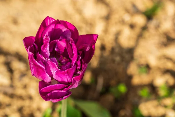 purple rose from the top