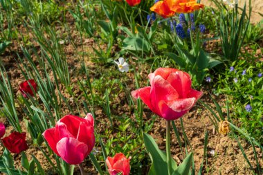 Yukarıdan manzaralı kırmızı gül ve arka planda zemin