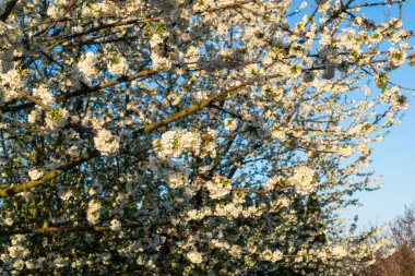 Çiçek açan kiraz çiçekleri güzel baharda gün doğumunda
