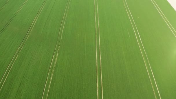 Gröna land fält råg med ro linjer. Flygfoto över Rye Fields. Fält med grönt korn svajande i vinden. Fältlandskap för korn. — Stockvideo