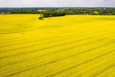 Czech 'teki sarı hasat tarlalarının havadan görünüşü