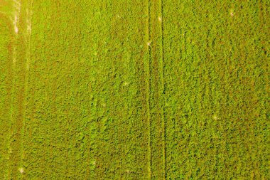 Parlak kırmızı trifoliyumun renkli alanının hava görüntüsü uzaklıktan kayboluyor..