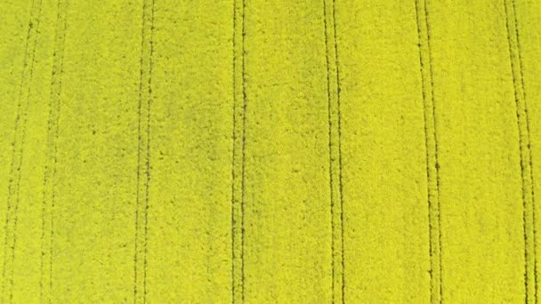 Αεροφωτογραφία καλλιεργούμενου φυτωρίου ελαιοκράμβης από κηφήνες pov, ανθισμένα άνθη ελαιοκράμβης από ψηλά ως αφηρημένο φυσικό υπόβαθρο — Αρχείο Βίντεο