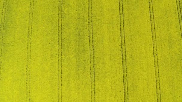 Vue aérienne au-dessus du champ de fleurs de colza de printemps fleurissant beau champ de fleurs de colza jaune au jour du printemps, beau paysage printanier 4k séquences de drone 