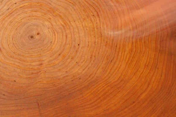 アルナスの木の切り株が落ちました 毎年のリングでトランクのセクション ウッドカットの背景 — ストック写真